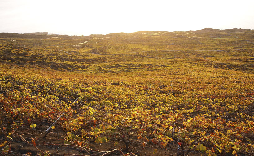 Exklusive Bauhausvilla in Toplage mit Swimmingpool auf La Palma